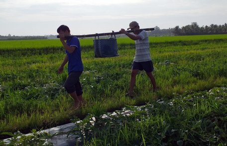 Nhiều nông dân cho hay, dưa năm nay cũng trúng mùa nhưng chưa trúng giá.