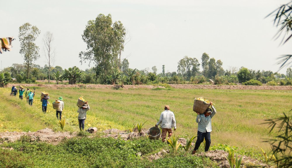 Từ 23 tháng Chạp, bà con nông dân tất bật thu hoạch dưa.