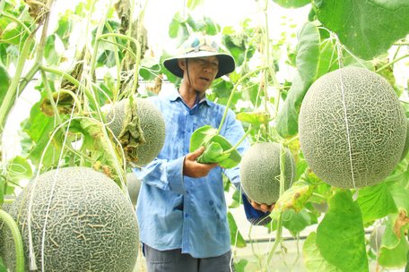 Vĩnh Long đã có nhiều mô hình nông nghiệp công nghệ cao, liên kết chuỗi giá trị làm tăng giá trị trên cùng đơn vị diện tích.