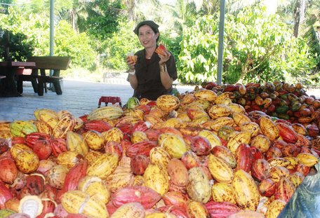 Trái ca cao chín từ vườn sau nhiều công đoạn sẽ trở thành món sô- cô- la vừa ngon vừa sang trọng.