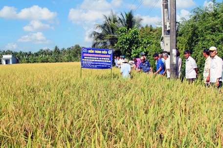 Mô hình sản xuất lúa thâm canh và ứng dụng cơ giới hóa trong khâu gieo sạ lúa theo khóm được nhiều nông dân quan tâm tìm đến học tập.