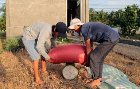 Các hạt lúa trên ruộng sạ khóm no tròn chắc hạt hơn sạ truyền thống.