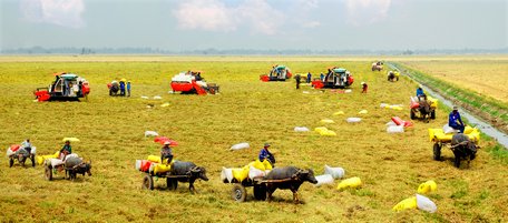 Thế nhưng trên một số vùng bưng trũng có máy gặt đập nhưng vẫn cần “sức kéo” của con trâu để “cộ” lúa. Ảnh: HUỲNH THANH THIỆN