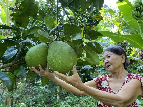 Người nông dân bên vườn bưởi da xanh.