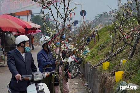  Ra Tết, hoa lê từ các tỉnh miền núi phía Bắc xuống phố Hà thành. Tùy theo dáng, thế cây mà có giá dao động từ 200.000 - 500.000 đồng một cành nhỏ, cành to, thân xù xì có giá lên đến hàng triệu đồng - Ảnh: KỲ ANH