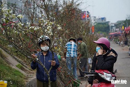 Người dân Hà thành vừa chọn được cành lê có giá 1,5 triệu đồng về chưng đúng dịp rằm tháng giêng - Ảnh: KỲ ANH