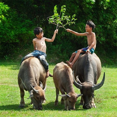 Trong kháng chiến, con trâu cũng góp nhiều chiến công.  Ảnh: Intrenet