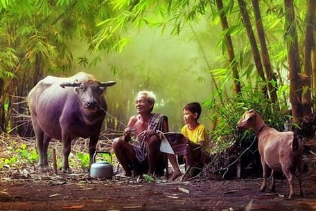 Con trâu là đầu cơ nghiệp.