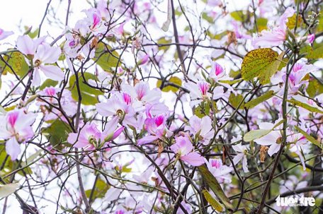  Những nhành hoa ban trắng nở lung linh giữa trời Hà Nội - Ảnh: PHẠM TUẤN