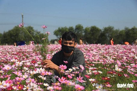  Anh Lý luôn túc trực bên vườn hoa của mình để nhắc nhở khách không giẫm đạp, hái hoa - Ảnh: NGỌC THẮNG