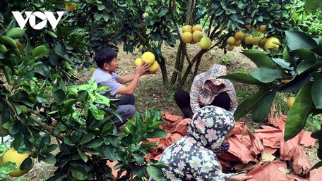  Nông nghiệp vẫn chưa thể bước qua tình cảnh “manh chiếu hẹp” của nền sản xuất tự phát, nhỏ lẻ, manh mún.