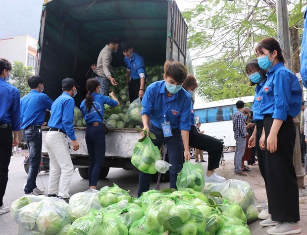 Thanh niên Bắc Ninh tham gia giải cứu nông sản cho bà con nông dân. (Ảnh: Thái Hùng/TTXVN)