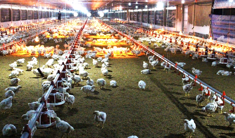 Các trang trại nuôi gà gia công được bao tiêu đầu ra nên đây là hướng đầu tư khá an toàn.
