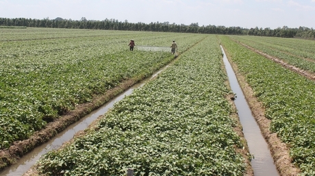 Nông dân cần trữ nước trong hệ thống thủy lợi nội đồng và các mương tưới của từng thửa ruộng.