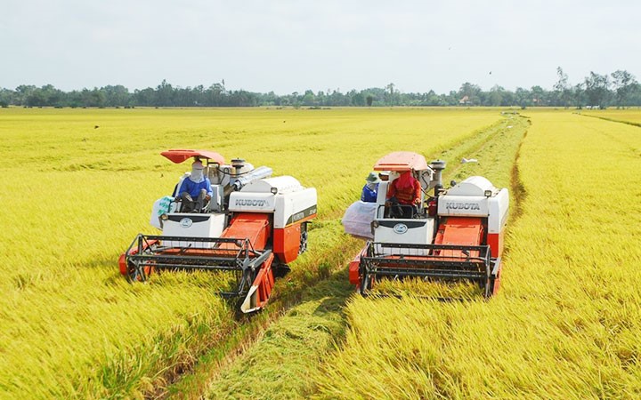 Những chính sách phù hợp đã góp phần khiến vụ Đông Xuân 2020-2020 của  ĐBSCL được mùa, được giá