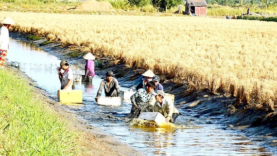 Mô hình sản xuất tôm - lúa phát triển khá ổn định ở vùng bán đảo Cà Mau