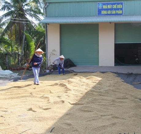 Thu hoạch lúa Nhật được chứng nhận hữu cơ của Hợp tác xã Sản xuất và dịch vụ nông nghiệp Tấn Đạt (Vũng Liêm).