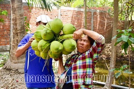  Nặng nhọc, mệt mỏi khi phải vác cả buồng dừa ra điểm tập kết. Ảnh: THI RE