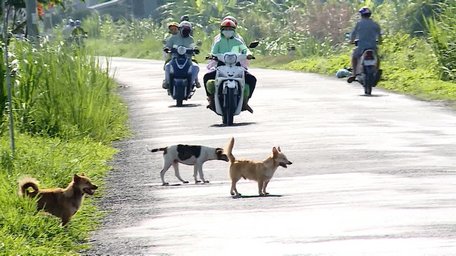 Chó thả rông nghênh ngang ngoài đường đã gây ra nhiều vụ tai nạn giao thông đáng tiếc- có vụ chết người.