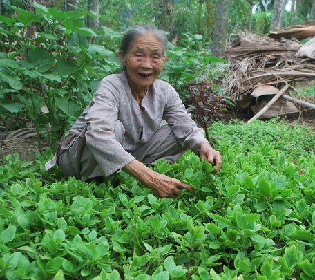 Ai như bóng dáng mẹ tôi đang hái rau lủi trong vườn.