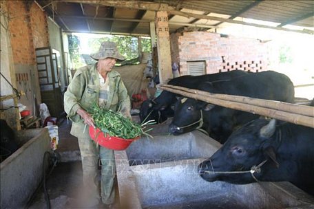 Ông Phạm Văn Thắng, ấp Vĩnh Bình, xã Bình Gĩa, huyện Châu Đức chăm sóc đàn bò 3B của gia đình.