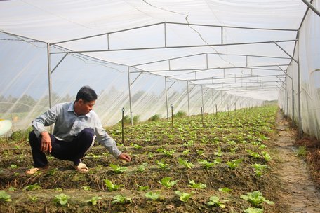 Trồng rau trong nhà lưới, anh Đặng Hoàng Minh hướng đến mục tiêu sản xuất nông sản sạch, hạn chế chi phí phân thuốc.