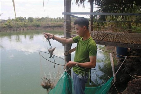 Mô hình “Nuôi tôm càng xanh trên đất Tây Nguyên” của anh Thành. Ảnh: Hoài Thu/TTXVN