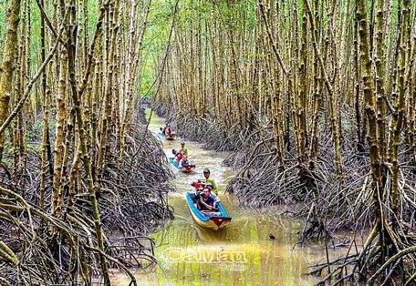  Khám phá tour xuyên rừng quốc gia Mũi Cà Mau.