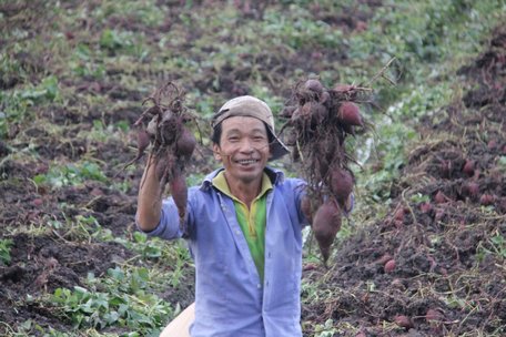 Khoai lang hiện nay chủ yếu thu hoạch sản phẩm củ, theo ước tính, có khoảng 150 tấn/năm dây khoai lang bị bỏ đi, lãng phí (ảnh minh họa).