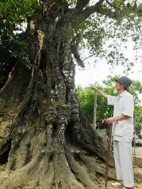   Ông Trịnh Văn Hiềng (95 tuổi, thôn Xuân Giai, xã Vĩnh Tiến) cho biết, cây thị này có khoảng trên 600 năm tuổi.