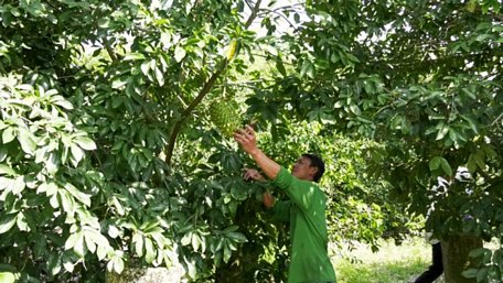  Mô hình cải tạo vườn tạp trồng mãng cầu ghép gốc bình bát của hộ ông Lâm Quý Nghiên, xã Ninh Quới, huyện Hồng Dân, tỉnh Bạc Liêu. Ảnh: Tùng Lâm.