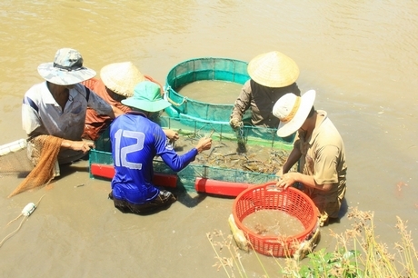 Nông dân cù lao Hòa Minh thu hoạch tôm càng xanh giữa mùa khô tháng 2/2021.