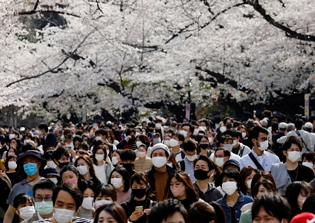 Người dân Tokyo đổ xô tới công viên Ueno ở Tokyo để ngắm hoa anh đào nở rộ ngày 30/3 - Ảnh: REUTERS