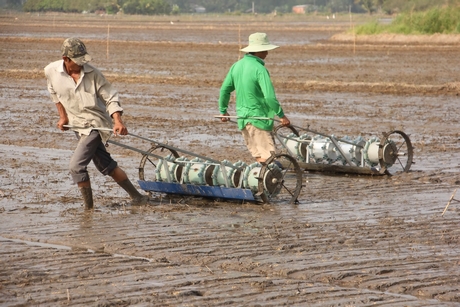 Diện tích sử dụng giống lúa xác nhận, chất lượng cao góp phần tăng giá trị cho hạt gạo đồng bằng.