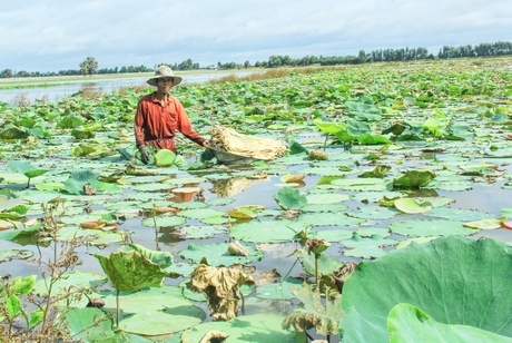 Mạnh dạn chuyển đổi từ chuyên canh lúa sang “lúa- sen” giúp người dân Đồng Tháp Mười có sinh kế và thu nhập ổn định hơn.