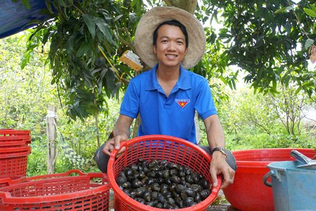 Theo anh Trí, nuôi ốc bươu đen không quá khó, chỉ cần cung cấp đầy đủ thức ăn và trong quá trình chăm sóc chú ý đến chất lượng nguồn nước