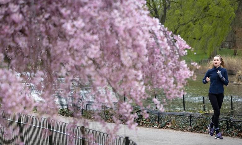 Một phụ nữ ngắm hoa trong lúc chạy bộ tại công viên St James Park, London, Vương quốc Anh./.