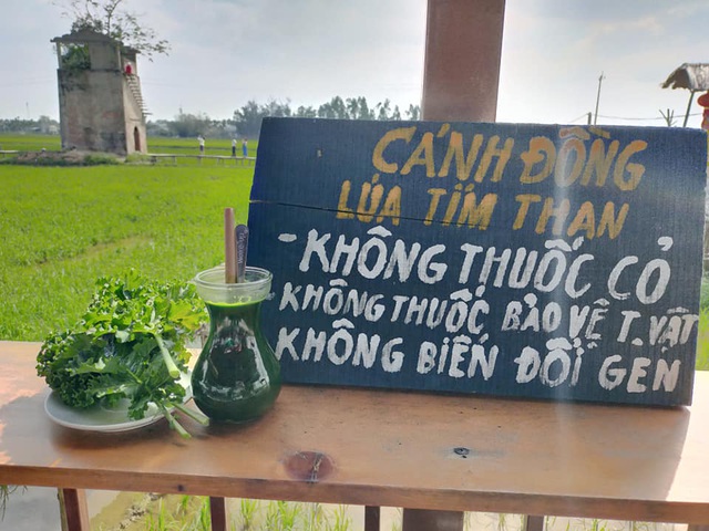 Cánh đồng lúa bao quanh quán cà phê không phun thuốc trừ sâu, thuốc bảo vệ thực vật nên tạo không gian trong lành, khoáng đạt (Ảnh: Cà phê Lò gạch cũ).