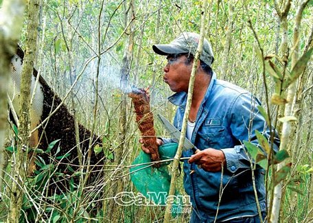 Ăn ong, trải nghiệm thú vị