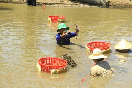 Gia đình chú Thái gạn tôm, lựa chọn từng con tôm đủ chuẩn bán ngay trên ao.