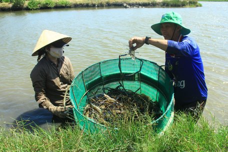 Tôm càng xanh giúp người dân cù lao sống khỏe và thu nhập cao ổn định.