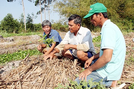 Nhiều cánh đồng mía của huyện Phụng Hiệp được chuyển đổi sang trồng cây có múi.