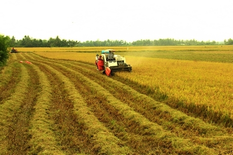 Vĩnh Long định hướng khai hoang, cải tạo đồng ruộng để khắc phục khó khăn sau chiến tranh và sớm thoát khỏi tình trạng đói nghèo.