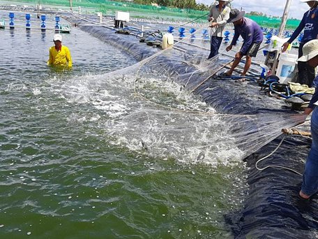  Mô hình nuôi tôm nước lợ ứng dụng công nghệ cao đạt hiệu quả, cho năng suất cao khi thu hoạch ở tỉnh Sóc Trăng.