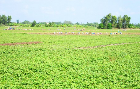 Sản xuất khoai đạt chuẩn sản phẩm sạch, hữu cơ để thu hút doanh nghiệp chế biến, tiêu thụ- nâng cao giá trị.