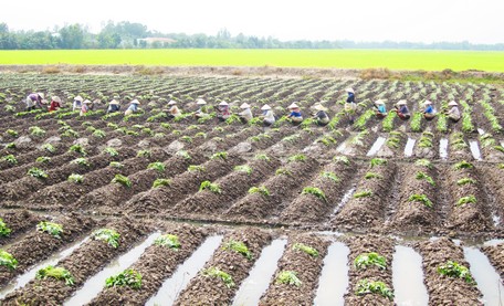 Hướng đến hình thành cánh đồng mẫu lớn cho vùng khoai.