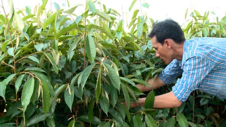 Hiện, sức tiêu thụ các loại giống cây ăn trái đang tăng.