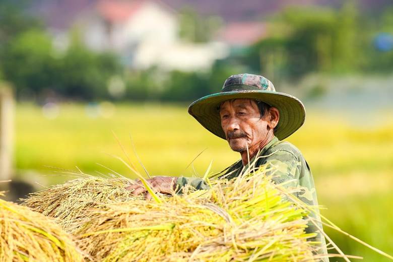 Dưới cái nắng gắt đến rát mặt bỏng da, người dân nới đây vẫn còng lưng gieo trồng cấy lúa. Rồi đến những ngày mùa, ngoài đồng có như cái lò hỏa thì những con người nhỏ bé ấy vẫn hào hứng xuống đồng hái gặt. Từng cơn gió Lào khô khốc xát vào mặt, bỏng rát trên từng bó lúa trĩu nặng hạt. Để rồi trong hương thơm của lúa, trong vị ngọt của từng bát cơm ta lại nghe thấy vị mặn của bao giọt mồ hôi đã đổ xuống cánh đồng.