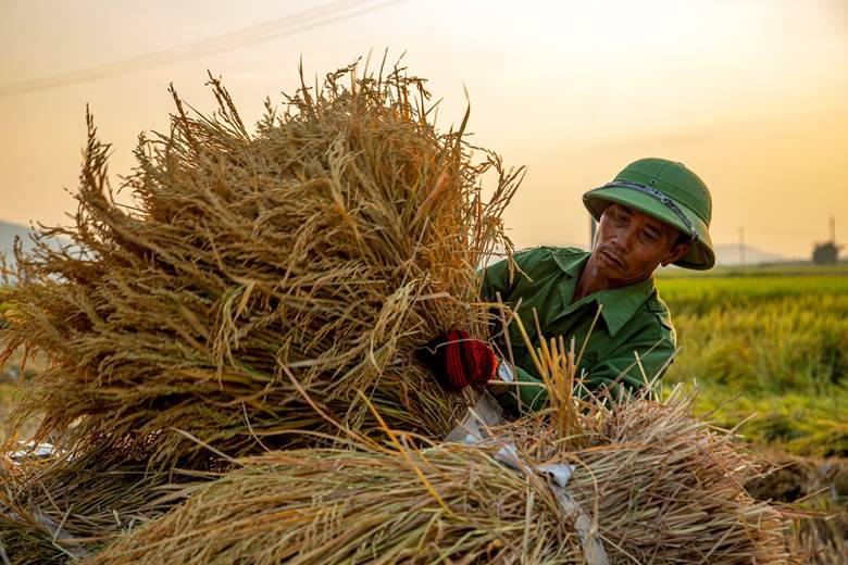 Mùa bội thu đi qua lại nhớ những mùa nắng nung gió năm ấy, con sông quê cong mình khát nước, những bờ ruộng nứt nẻ dấu chân trâu, nhớ cha mẹ vẫn đang gian lao trên đồng trưa nắng cháy. Cứ thế mùa bão lũ đi qua, rồi những mùa nắng lửa lại về.