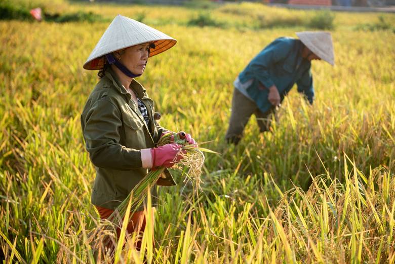 Mùa lúa chín vàng xứ Nghệ mang một vẻ đẹp mê hồn, vừa giản dị, bình yên nhưng cũng thật quyến rũ lòng người. Chẳng có gì tuyệt vời hơn là tận hưởng mùi thơm dịu mát của lúa mới, mùi ngai ngái của thân và lá lúa, lẫn cái mùi ẩm ẩm, nồng nồng, dằm dặm của đồng ruộng. Có nét đẹp nào đẹp hơn nét đẹp lao động. Có nụ cười nào vui hơn ngày được mùa. Thật ra niềm vui của những con người lao động rất đơn giản, đó chỉ là lúa chín đúng vụ, cho hạt đẹp hơn, chắc hơn,…